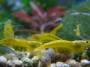 aquarium:aq06-tali-yellowkk-2018-03-08_7987.jpg